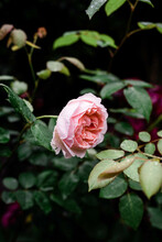 Close Up Of One Pink Rose Amongst Green Leaves