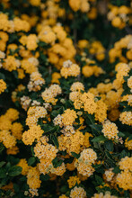 Close Up Shot Of Yellow Alyssum Flowers