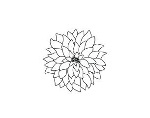 Wall Mural - Vector isolated single pretty aster flower blossom colorless black and white contour line drawing