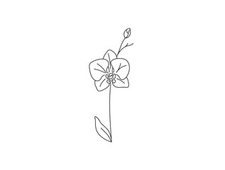 Wall Mural - Vector isolated single pretty orchid twig flower blossom colorless black and white contour line drawing
