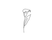 Vector Isolated Single Pretty Alcatraz Flower Blossom Colorless Black And White Contour Line Drawing