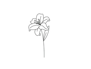 Wall Mural - Vector isolated single pretty lily flower blossom colorless black and white contour line drawing