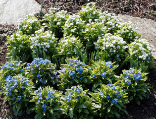 Poster - Myosotis sylvatica | Myosotis des jardins ou oreille de souris à fleurs à pétales bleu et blanc coeur jaune ou blanc au feuillage gris-vert, oval en rosette touffu et velu