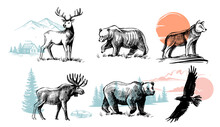 Wild Animals Drawing. Wolf Deer And Bear