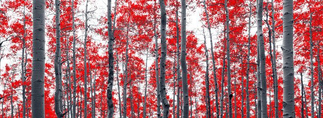 panoramic fall landscape of an aspen forest with red leaves against black and white trees in colorad