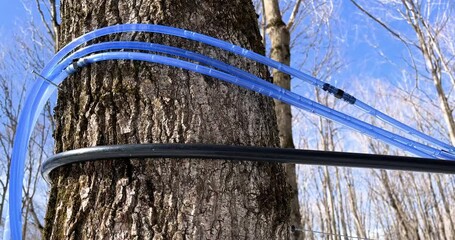 maple water running through tubes, maple syrup production, maple syrup, canada
