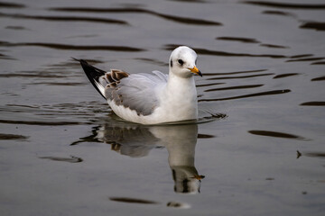 Poster - The European Herring Gull, Larus argentatus is a large gull