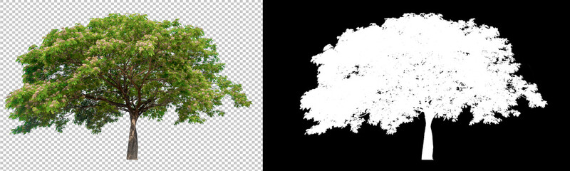 Poster - Green tree on transparent background picture with clippings path inside of picture and alpha Channel for easy to selection and brush design