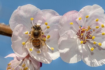 Bee in the foreground on apricot blossom