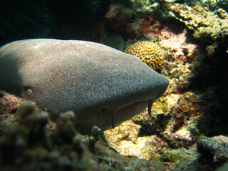 Wall Mural - Nurse shark - Ginglymostoma Cirratum