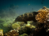 Fototapeta Do akwarium - Snout-spots Grouper - Epinephelus Polyphekadion - Camouflage Grouper