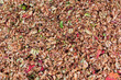 Apple Pomace From Cider Press
