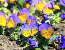 Bright Flowers Pansies On A Flower Bed In Spring