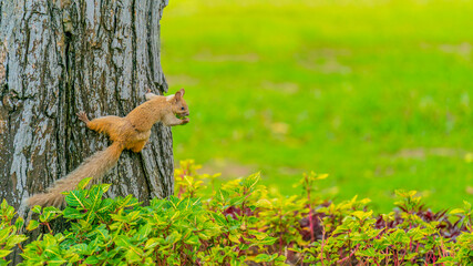 Wall Mural - A Peruvian squirrel