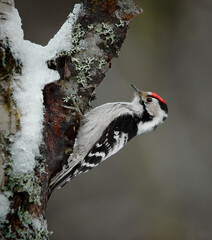 Wall Mural - Lesser spotted woodpecker (Dryobates minor) male searching food in winter.