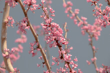 Texas Redbud Close Up Of The Pink Flowers Blooming