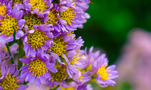 Purple Aster Flowers Close Up