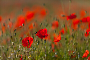 Wall Mural - Klatschmohn