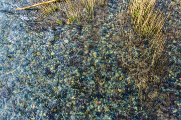 River Shallows Grass 2