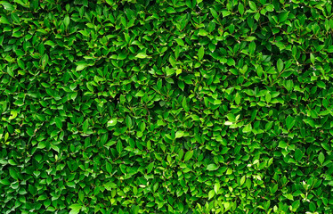 green foliage texture, leaf nature background.