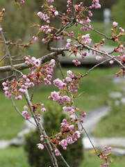 Sticker - Die Hängende Nelkenkirsche 'Kiku-shidare-zakura' (Prunus serrulata). Ein überhängender Kleinbaum mit dekorativen rosafarbenen Blüten erscheinen von April bis Mai