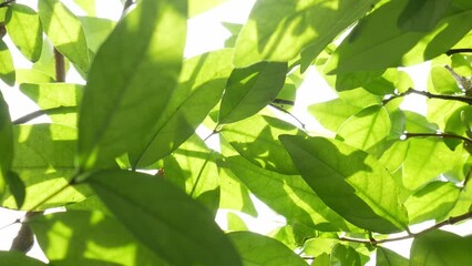 Wall Mural - Beautiful green video background of sunshine fresh spring or summer foliage of trees and soft sun light bursting and sparkling through leaves.