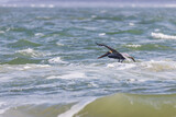 Fototapeta Konie - Pelican flying over the ocean