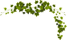 Ivy Vine With Green Leaves, Creepers Branches With Foliage Isolated On White Background. Vector Realistic Border Of Greenery, Climbing Plant