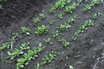 Wall Mural - Spinach cultivation in the vegetable garden. Seeds are sown in November and exposed to the cold of winter, and delicious spinach with a strong sweetness is harvested around February.