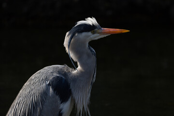 A large bird stands halfway in the water looking for fish to catch and eat. A beautiful animal with extremely beautiful and neat feathers.