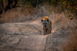 Spotted Hyena walking towards the camera in the Kruger National Park, South Africa.