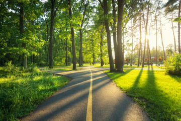 Wall Mural - beautiful road in green forest at sunset in summer. colorful landscape with woods, bike road, green 