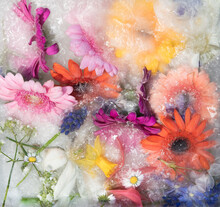 Frozen Flowers - Variety Of Colorful Spring Flowers Conservated In Ice