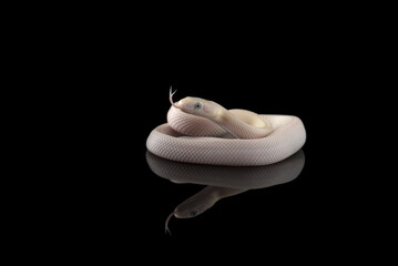 Wall Mural - Young white Rat Snake isolated on black background