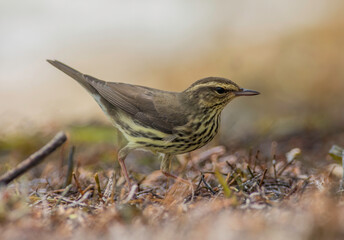 a northern waterthrush bird searches for insects in the ground mulch.
