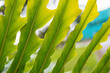 © Luciano Ribeiro - sequencia de folhas verdes com muito detalhe e textura