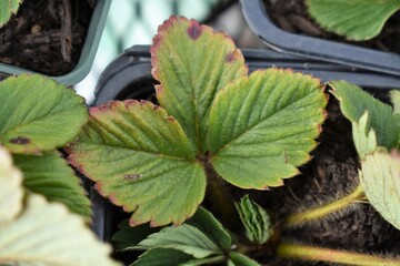 Wall Mural - Strawberry Plant