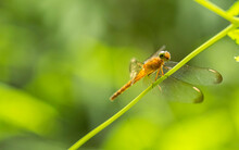 Dragonfly Macro Photography With Green Background