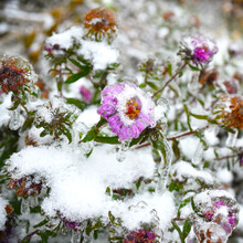 Frosted Purple Aster With Snow And Ice. 