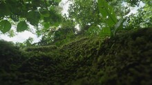 Rising Up Along Moss Covered Trunk Primeval Jungle Tree, Under Rainforest Canopy, Close Up