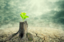 New Beginning And The Cycle Of Life Concept Of Hope And Recovery As A Sapling Plant Growing From A Dead Tree As A Psychology Of A Start Or Young Business Determination. New Business Or Life Metaphor