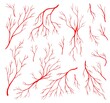 Red human veins, anatomy blood veins and artery or eye capillary, vector icons. Body system circulatory veins, hemorrhage vessels of vascular and arterial circulation in organs, venous blood aortas