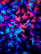 Many Colorful Jellyfish On The Dark Sea
