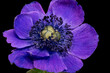 Top view macro of a single isolated blue anemone blossom on black background