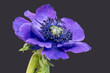 macro of a single isolated blue anemone blossom on dark gray background