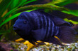 Akara turquoise is a colorful freshwater fish from the cichlid family.