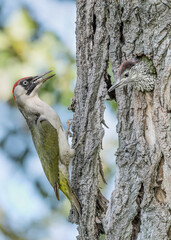 Sticker - Green spotted woodpecker female with its chick on nest (Picus virdis)