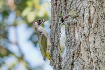 Sticker - European green woodpecker ready to feed its chicks (Picus virdis)