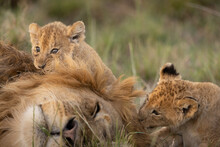 Two Young Lion Cubs Playing With Their Dad's Mane.  