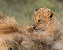 Young Lion Cub Chewing His Dads Mane.  